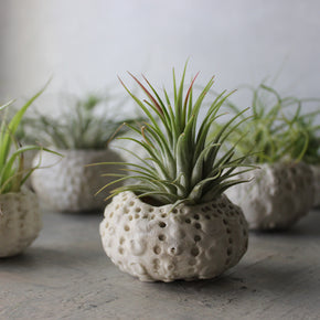 Ceramic Sea Urchin Air Plant Pots