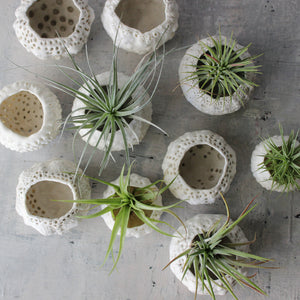 Ceramic Sea Urchin Air Plant Pots