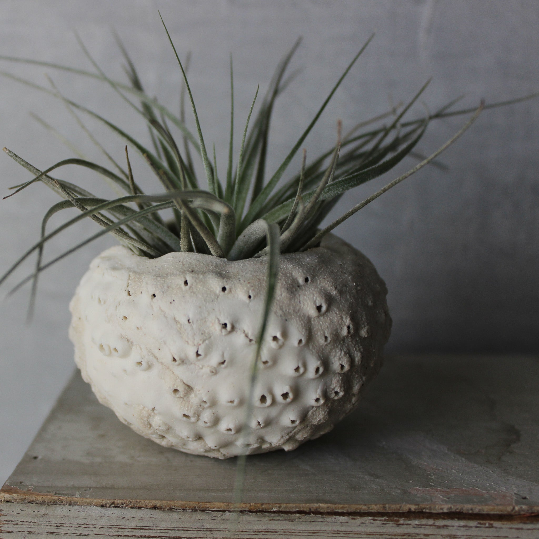 Ceramic Sea Urchin Air Plant Pots