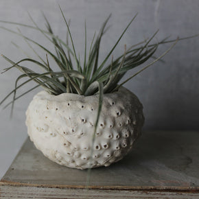 Ceramic Sea Urchin Air Plant Pots