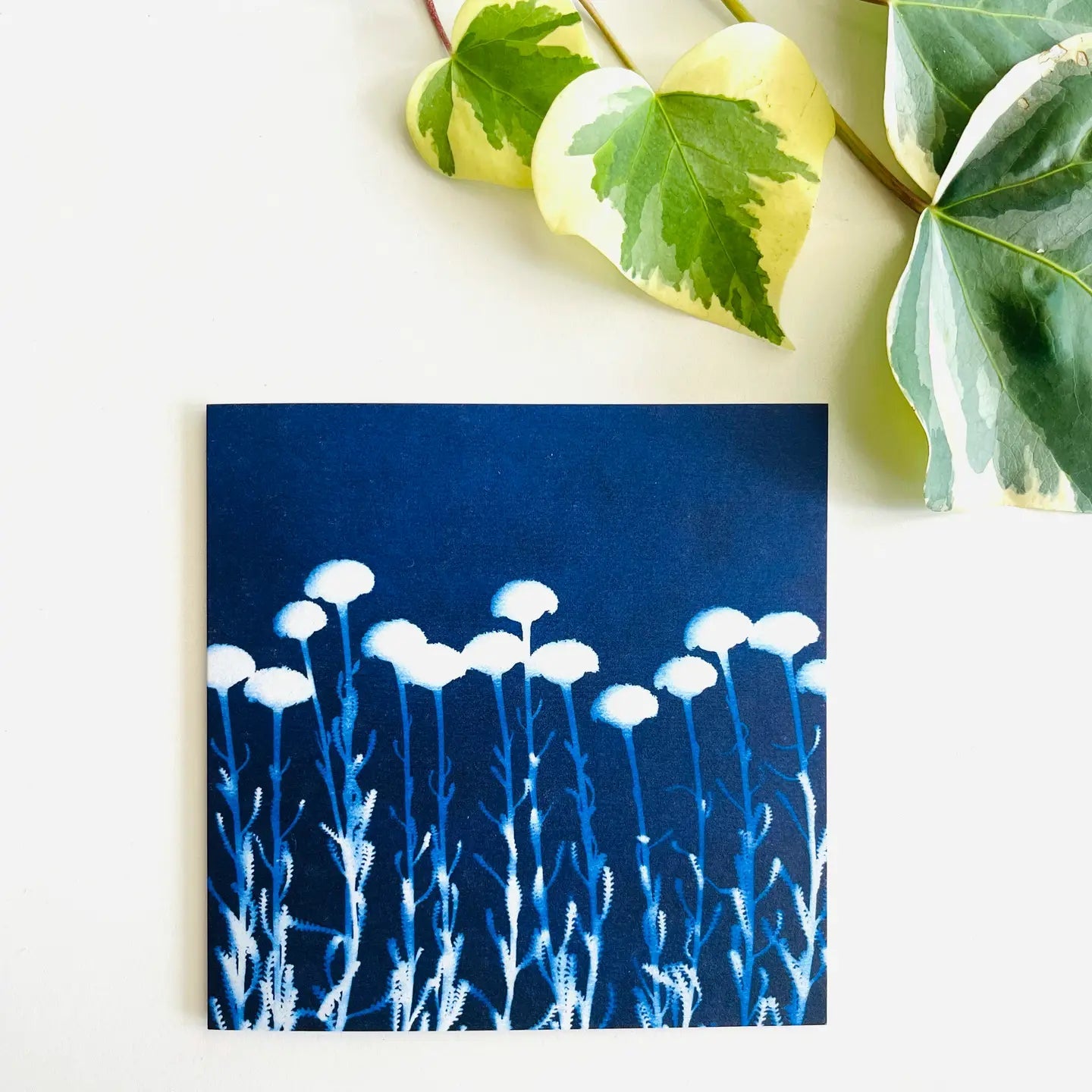 Botanical Cyanotype Art Greeting Cards - Tribe Castlemaine