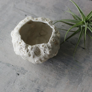 Ceramic Sea Urchin Air Plant Pots - Tribe Castlemaine