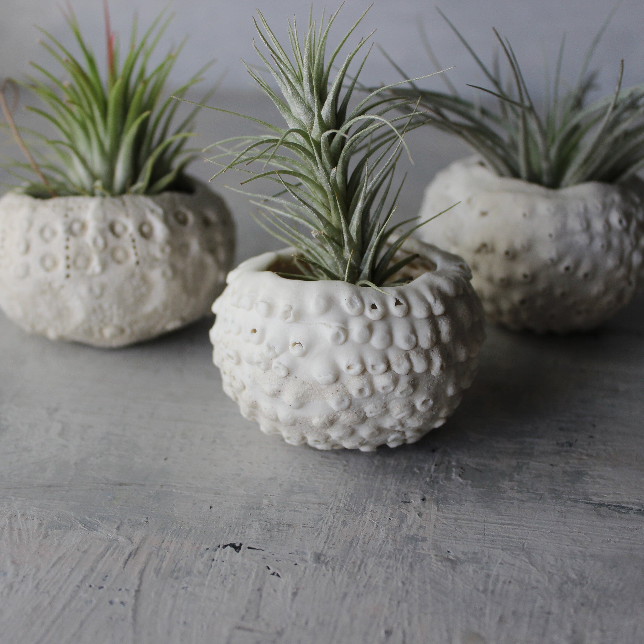 Ceramic Sea Urchin Air Plant Pots - Tribe Castlemaine