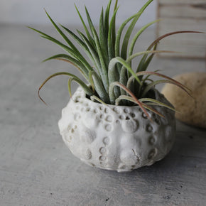 Ceramic Sea Urchin Air Plant Pots - Tribe Castlemaine