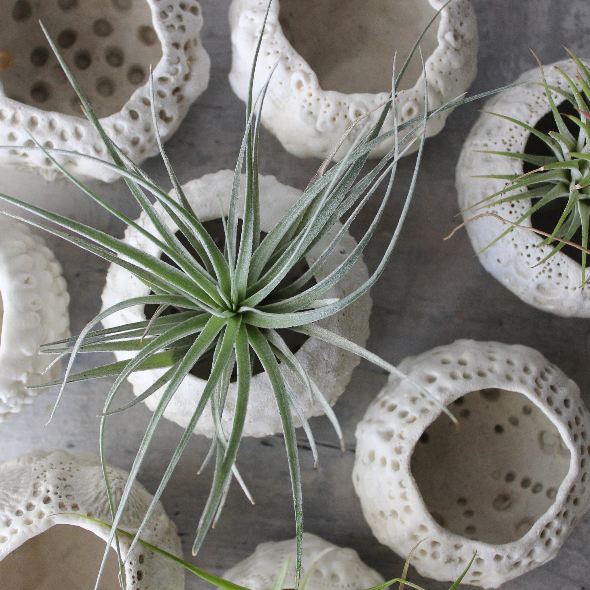 Ceramic Sea Urchin Air Plant Pots - Tribe Castlemaine