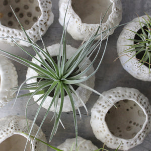 Ceramic Sea Urchin Air Plant Pots - Tribe Castlemaine