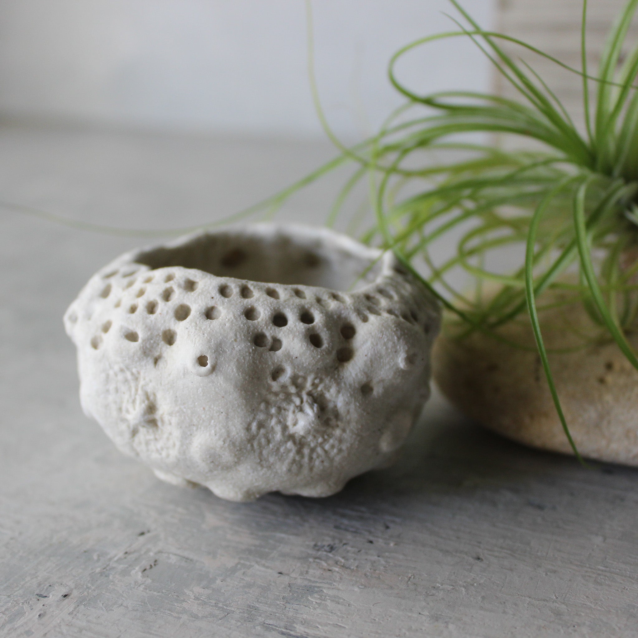 Ceramic Sea Urchin Air Plant Pots - Tribe Castlemaine