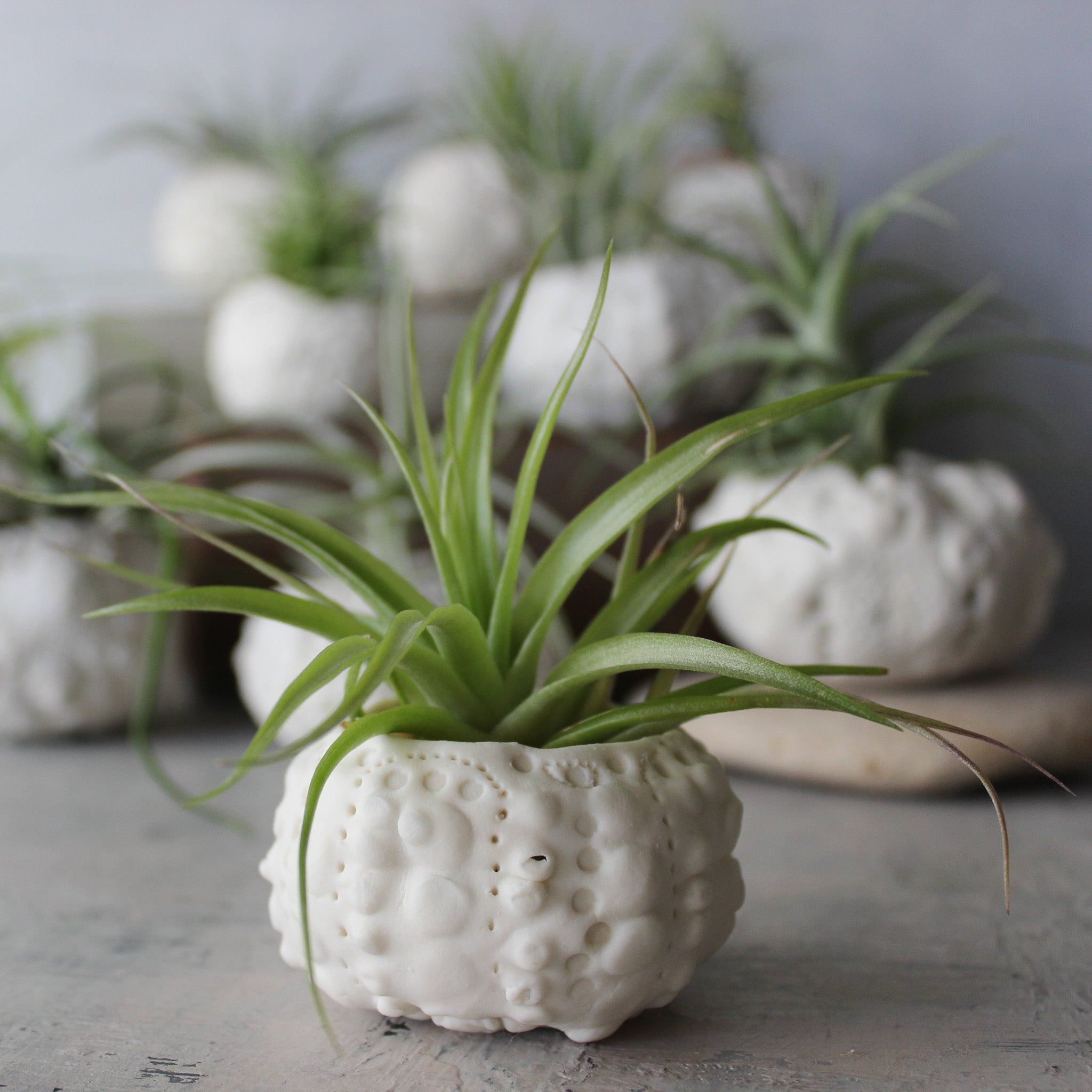 Ceramic Sea Urchin Air Plant Pots - Tribe Castlemaine