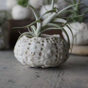 Ceramic Sea Urchin Air Plant Pots - Tribe Castlemaine