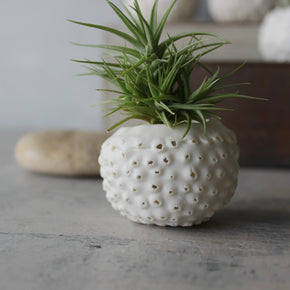 Ceramic Sea Urchin Air Plant Pots - Tribe Castlemaine