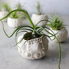 Ceramic Sea Urchin Air Plant Pots - Tribe Castlemaine