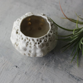 Ceramic Sea Urchin Air Plant Pots - Tribe Castlemaine