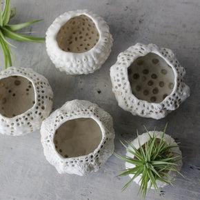 Ceramic Sea Urchin Air Plant Pots - Tribe Castlemaine