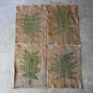 Eco Print Specimen Panels : Chinese Pistachio - Tribe Castlemaine