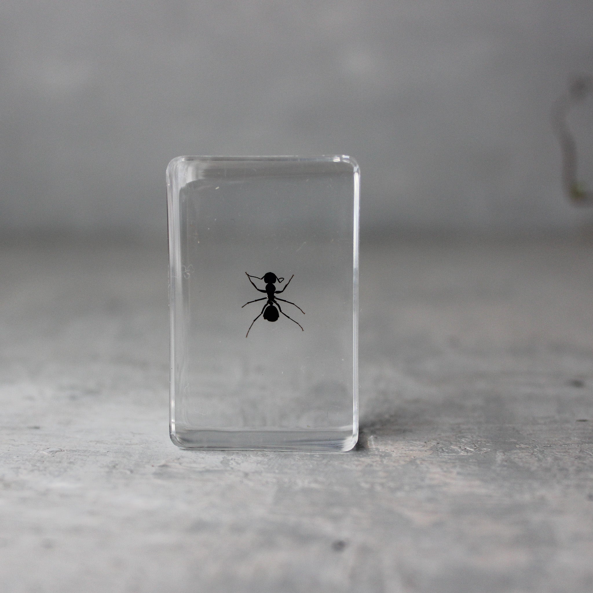 Insect Resin Specimen Blocks - Tribe Castlemaine