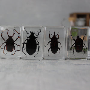 Insect Resin Specimen Blocks - Tribe Castlemaine