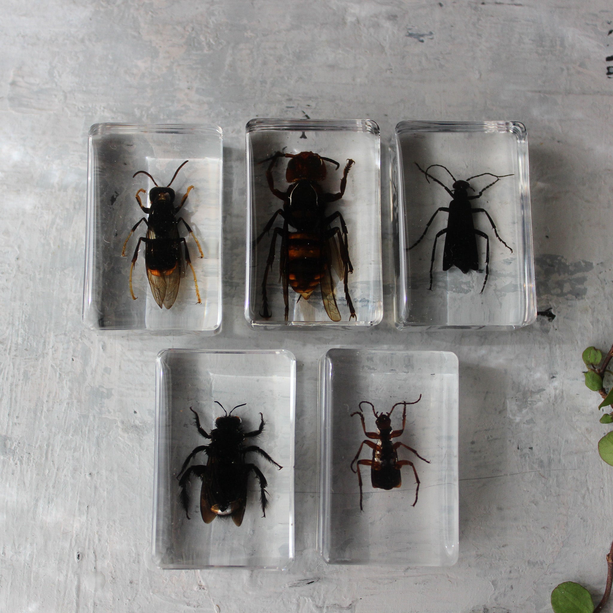 Insect Resin Specimen Blocks - Tribe Castlemaine