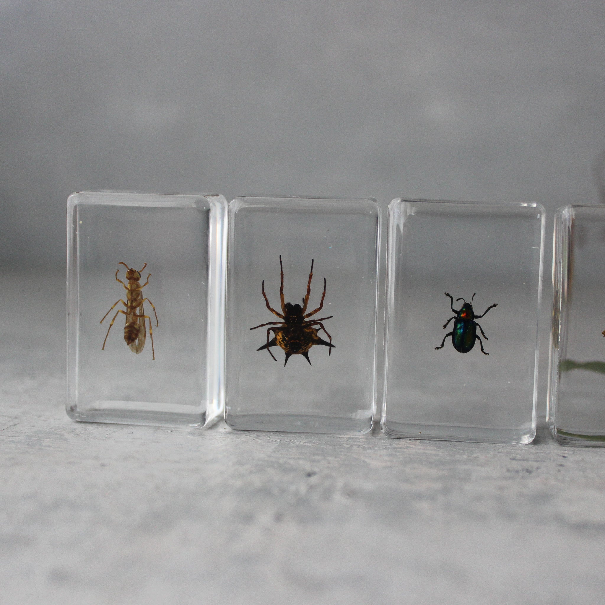 Insect Resin Specimen Blocks - Tribe Castlemaine