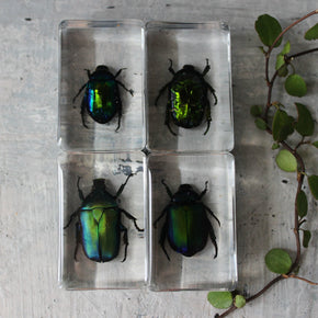 Insect Resin Specimen Blocks - Tribe Castlemaine