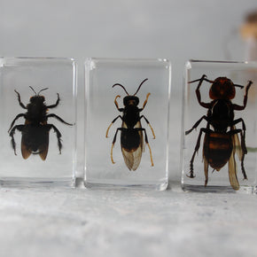 Insect Resin Specimen Blocks - Tribe Castlemaine