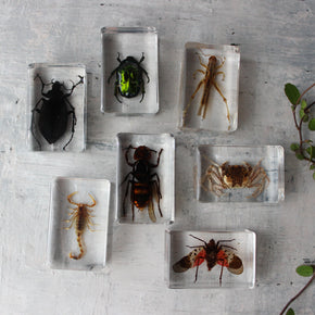 Insect Resin Specimen Blocks - Tribe Castlemaine