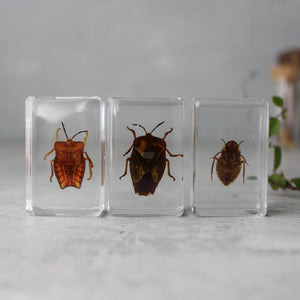 Insect Resin Specimen Blocks - Tribe Castlemaine