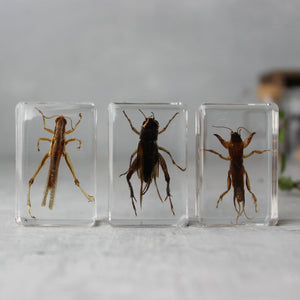 Insect Resin Specimen Blocks - Tribe Castlemaine