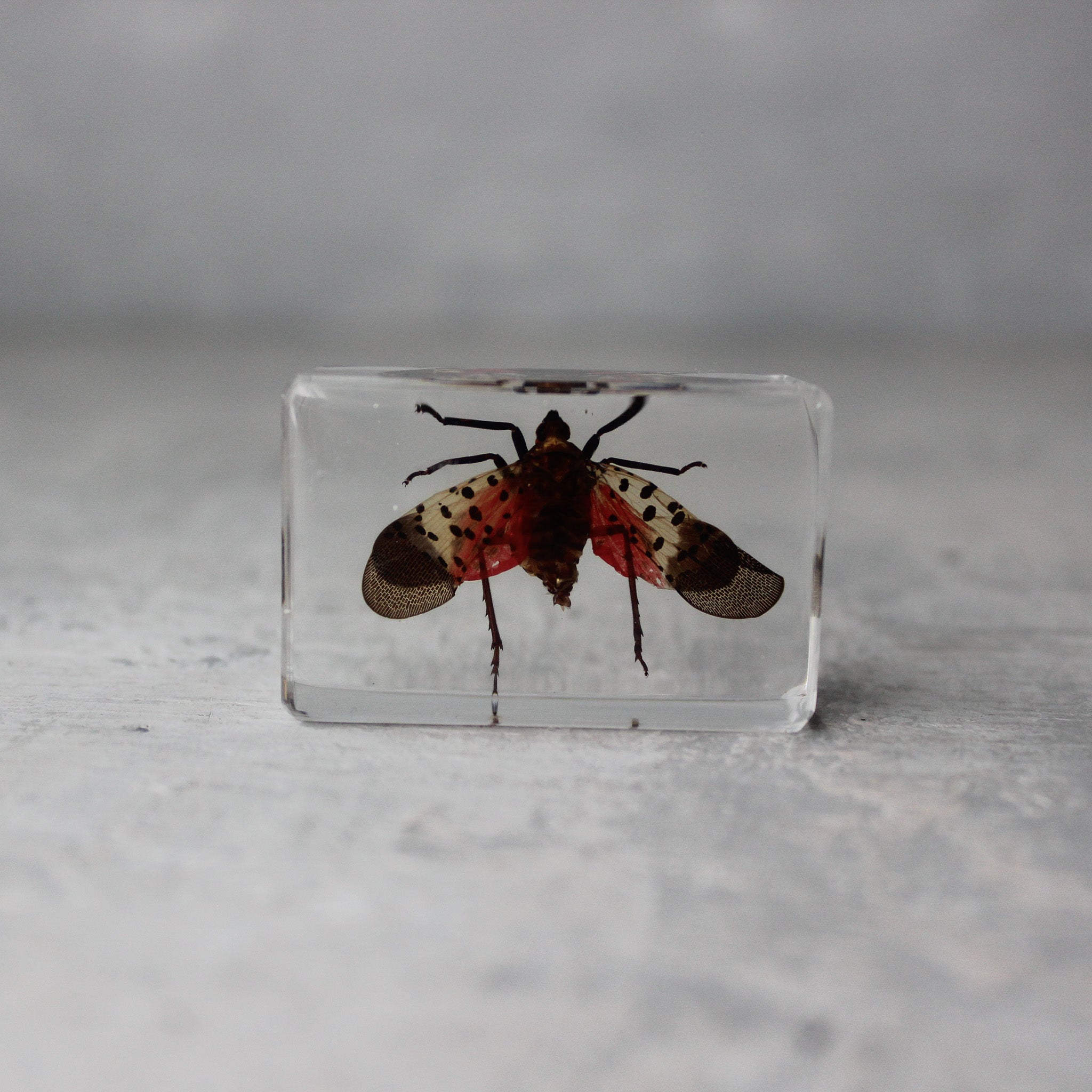 Insect Resin Specimen Blocks - Tribe Castlemaine