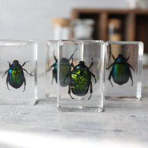 Insect Resin Specimen Blocks - Tribe Castlemaine