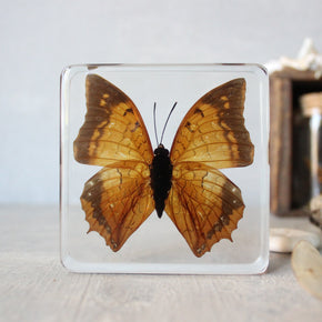 Large Butterfly Specimen Resin Blocks - Tribe Castlemaine