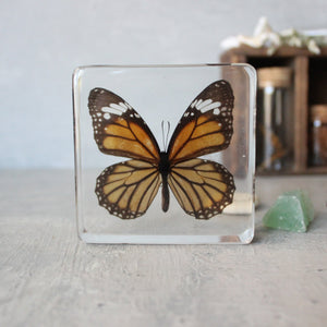 Large Butterfly Specimen Resin Blocks - Tribe Castlemaine