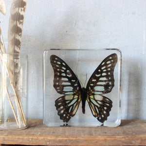 Large Butterfly Specimen Resin Blocks - Tribe Castlemaine