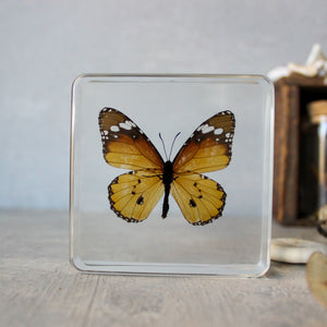 Large Butterfly Specimen Resin Blocks - Tribe Castlemaine