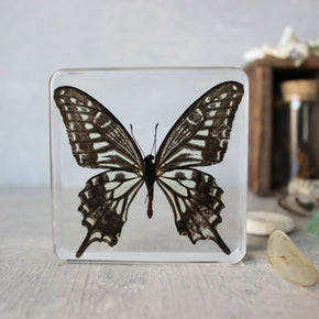 Large Butterfly Specimen Resin Blocks - Tribe Castlemaine