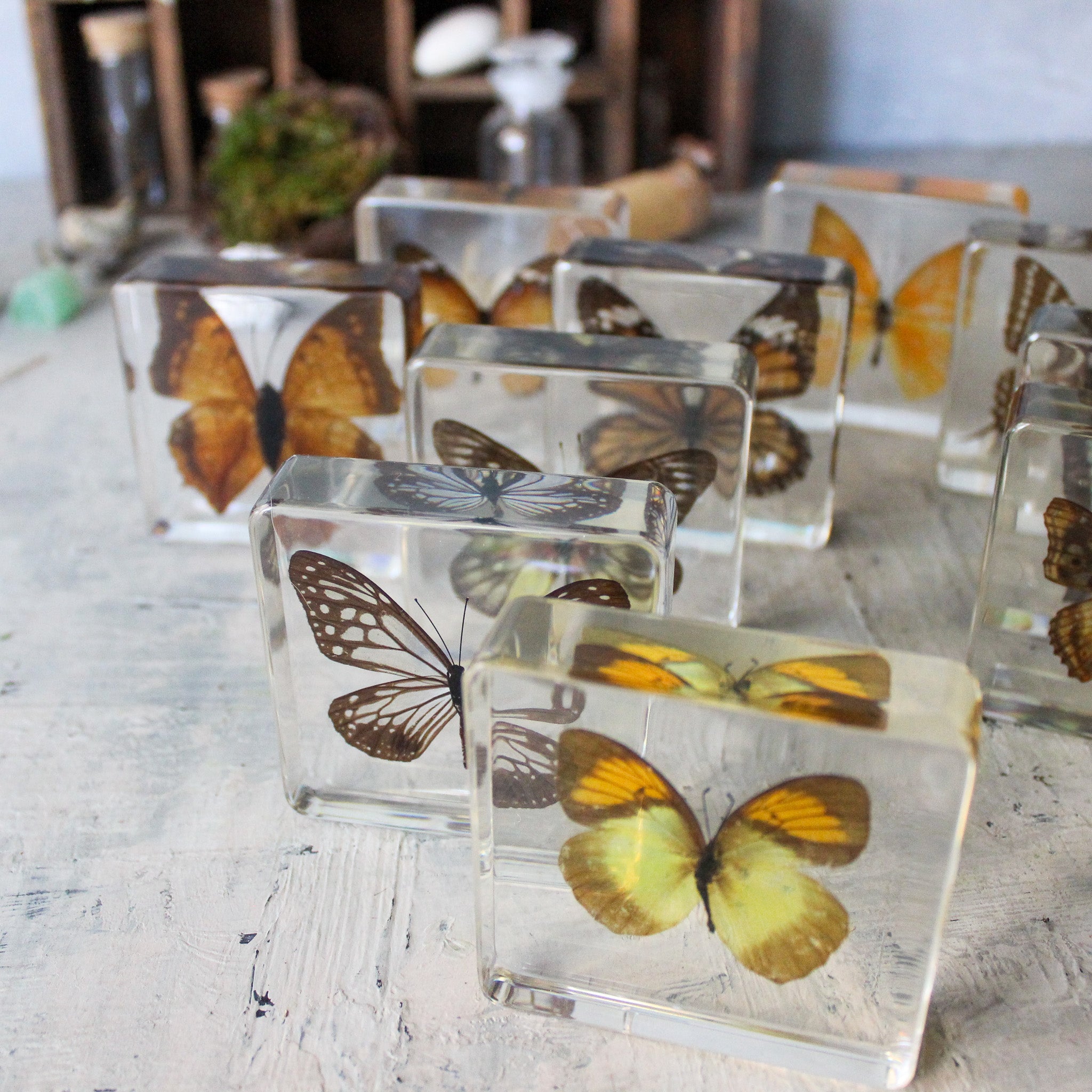 Large Butterfly Specimen Resin Blocks - Tribe Castlemaine