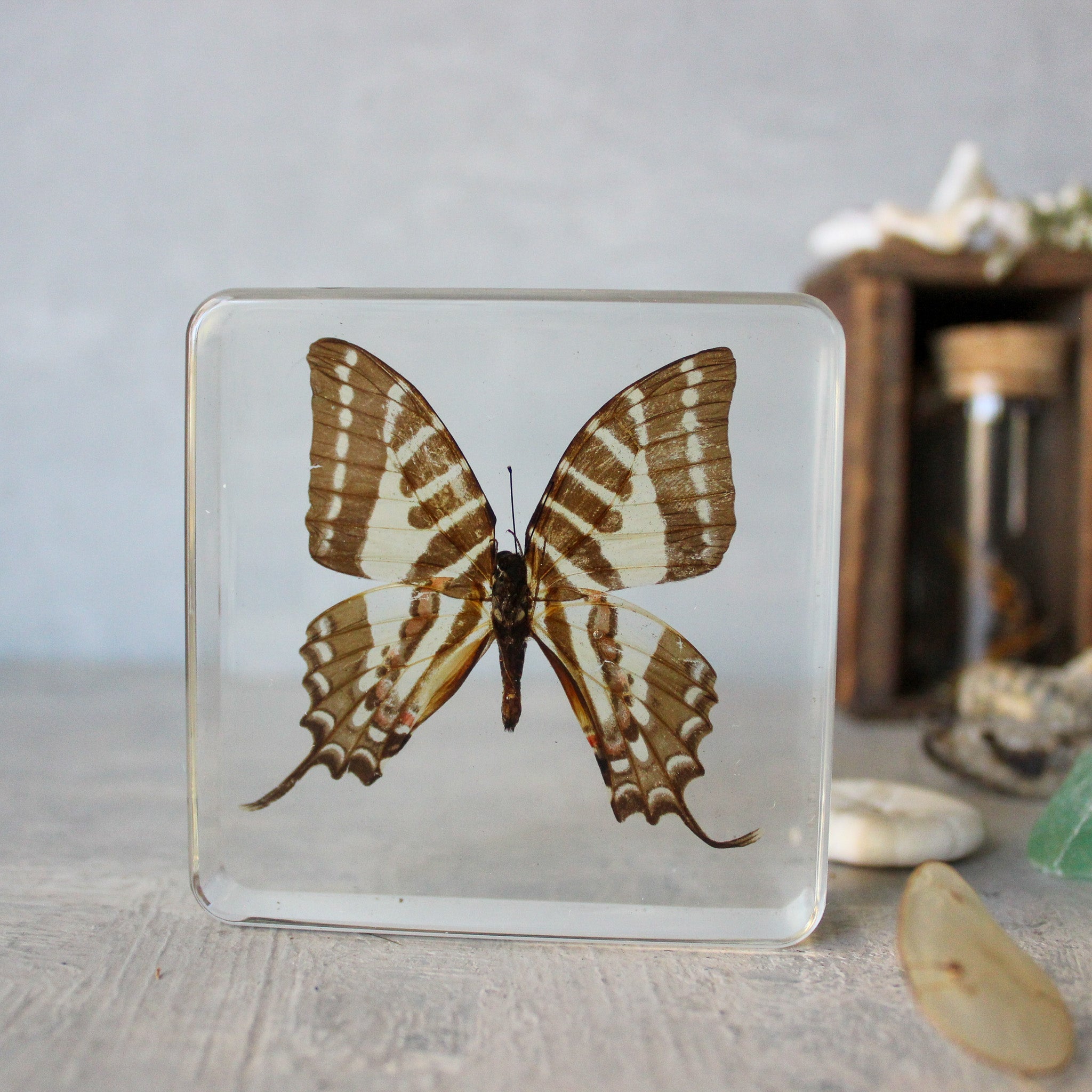 Large Butterfly Specimen Resin Blocks - Tribe Castlemaine