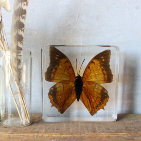 Large Butterfly Specimen Resin Blocks - Tribe Castlemaine