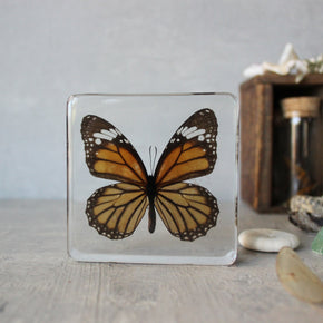 Large Butterfly Specimen Resin Blocks - Tribe Castlemaine