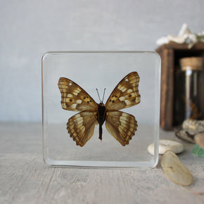 Large Butterfly Specimen Resin Blocks - Tribe Castlemaine