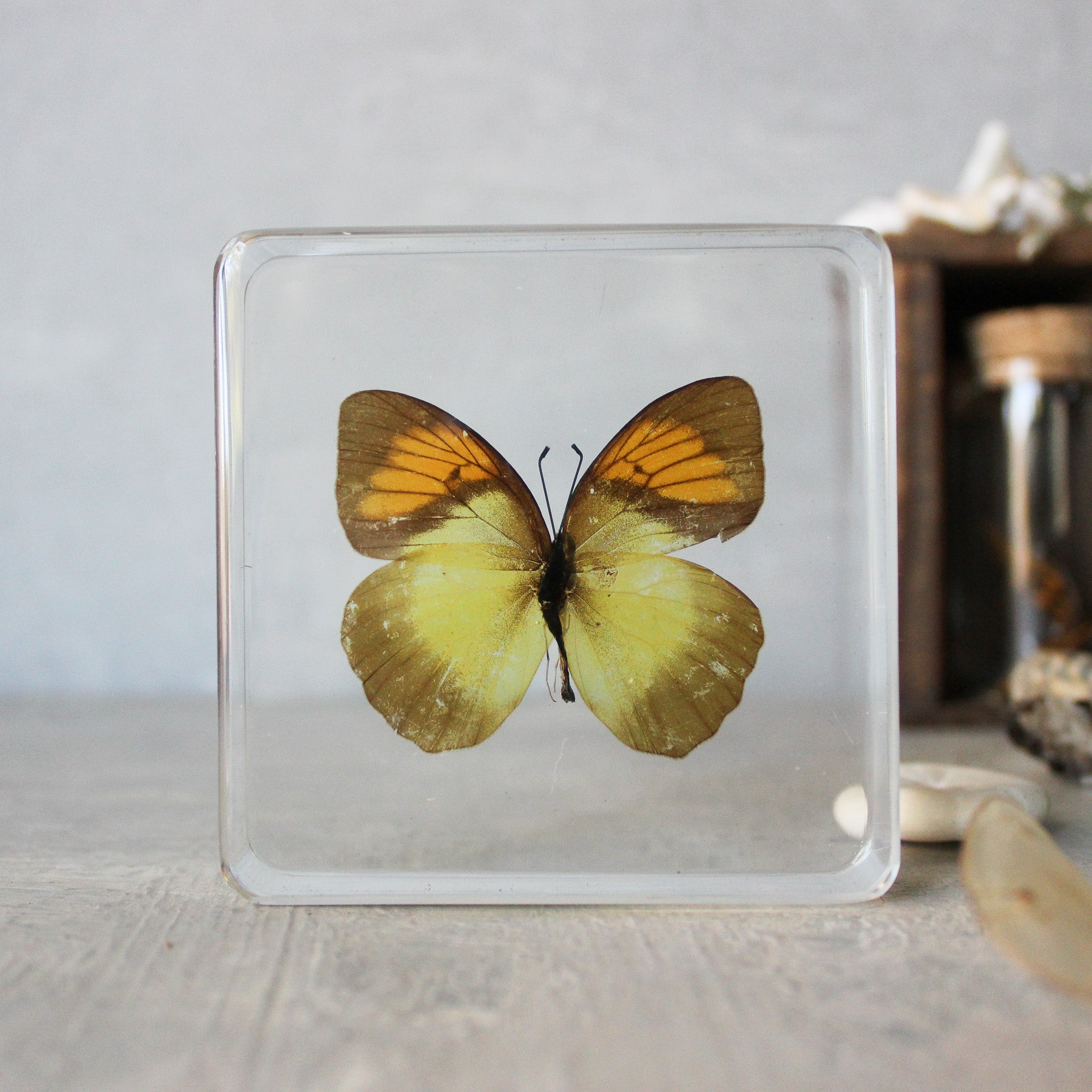 Large Butterfly Specimen Resin Blocks - Tribe Castlemaine