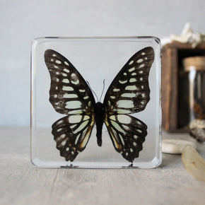 Large Butterfly Specimen Resin Blocks - Tribe Castlemaine