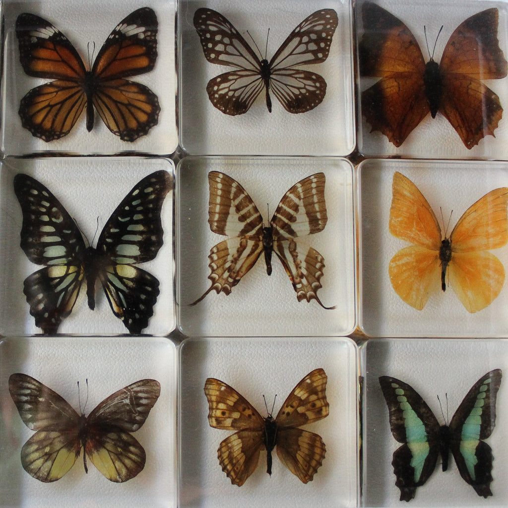 Large Butterfly Specimen Resin Blocks - Tribe Castlemaine