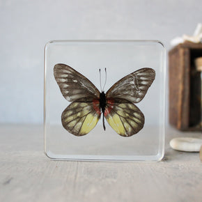 Large Butterfly Specimen Resin Blocks - Tribe Castlemaine