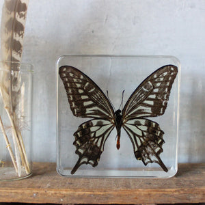 Large Butterfly Specimen Resin Blocks - Tribe Castlemaine