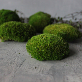 Preserved Ball Moss Stones - Tribe Castlemaine