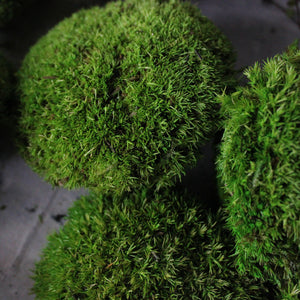 Preserved Ball Moss Stones - Tribe Castlemaine