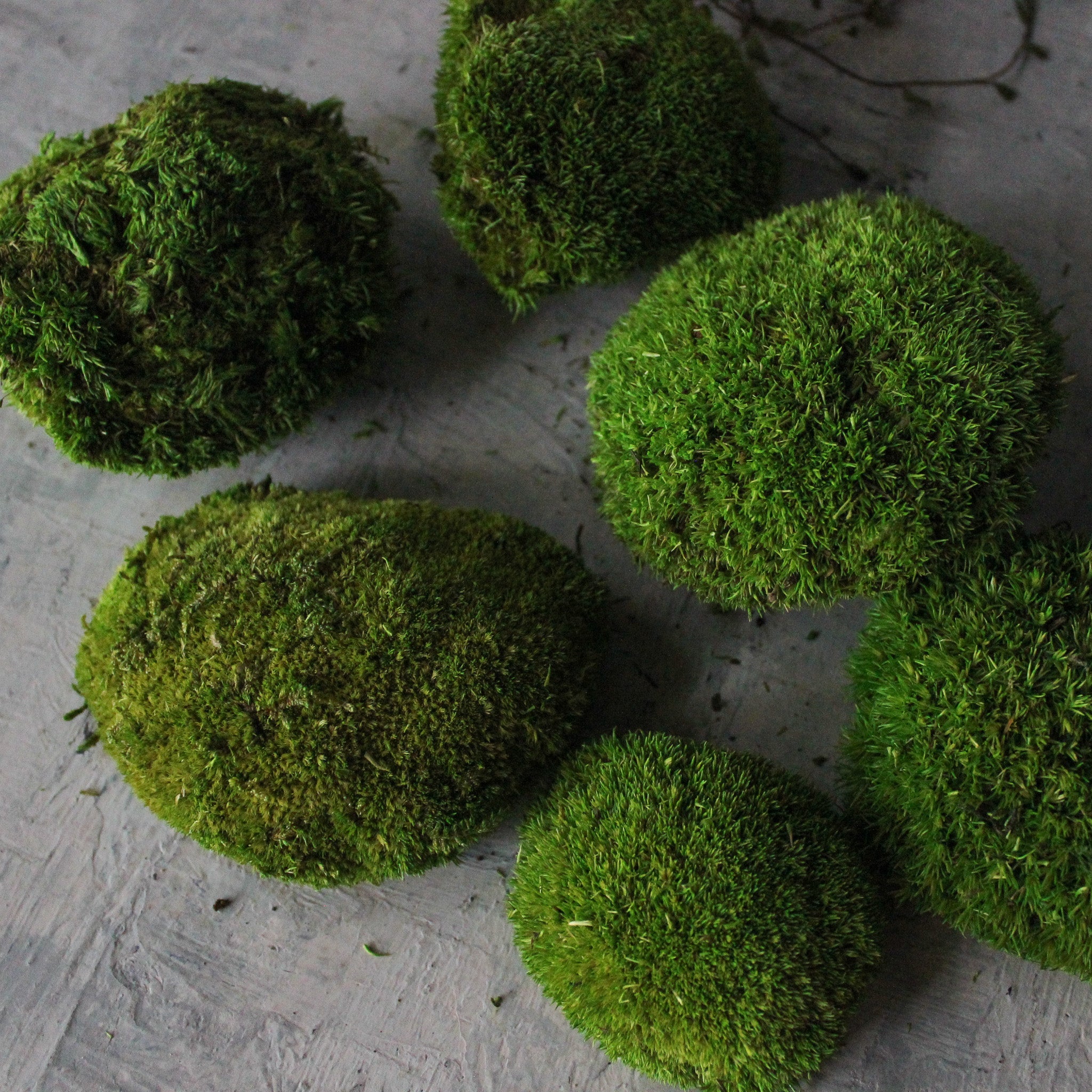 Preserved Ball Moss Stones - Tribe Castlemaine