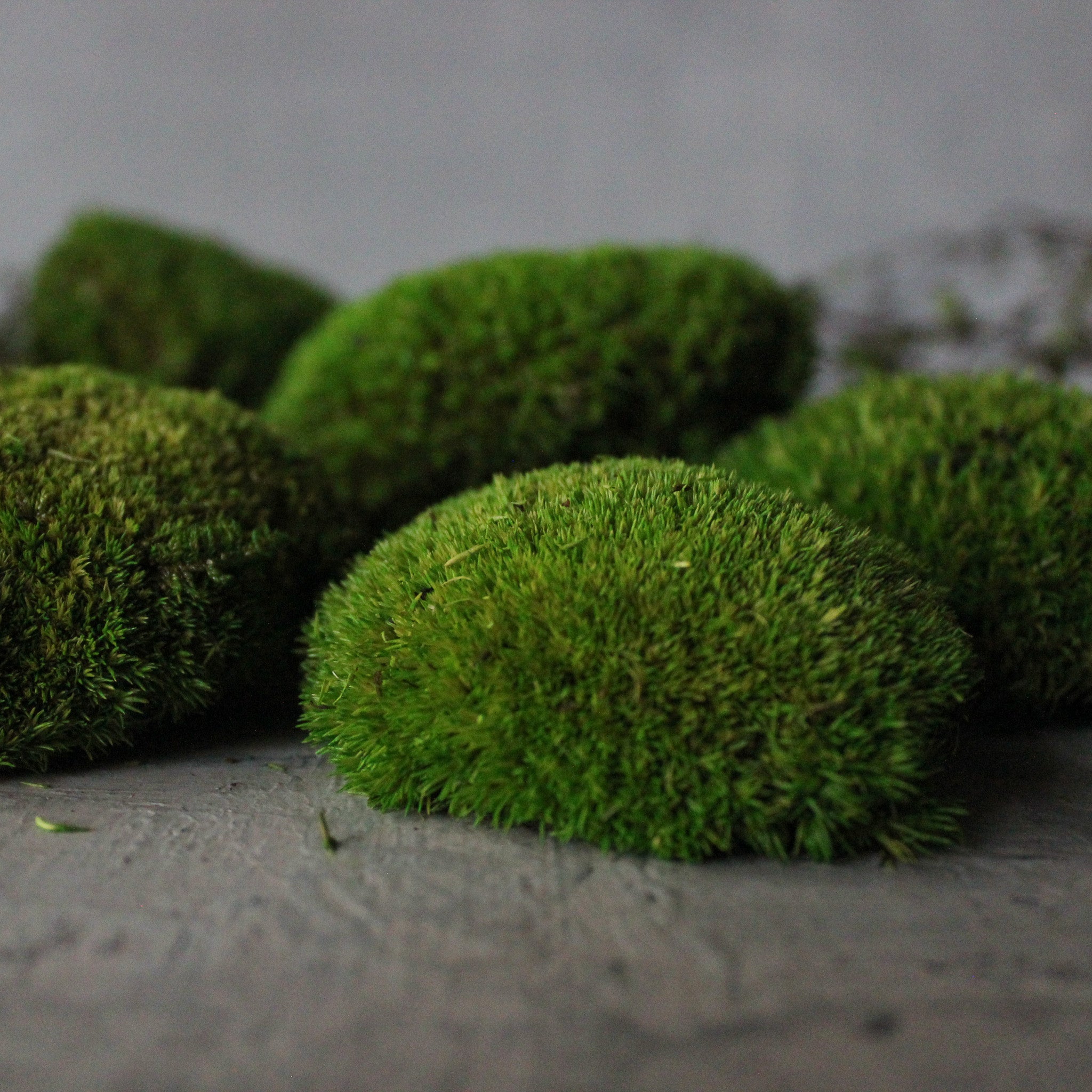 Preserved Ball Moss Stones - Tribe Castlemaine