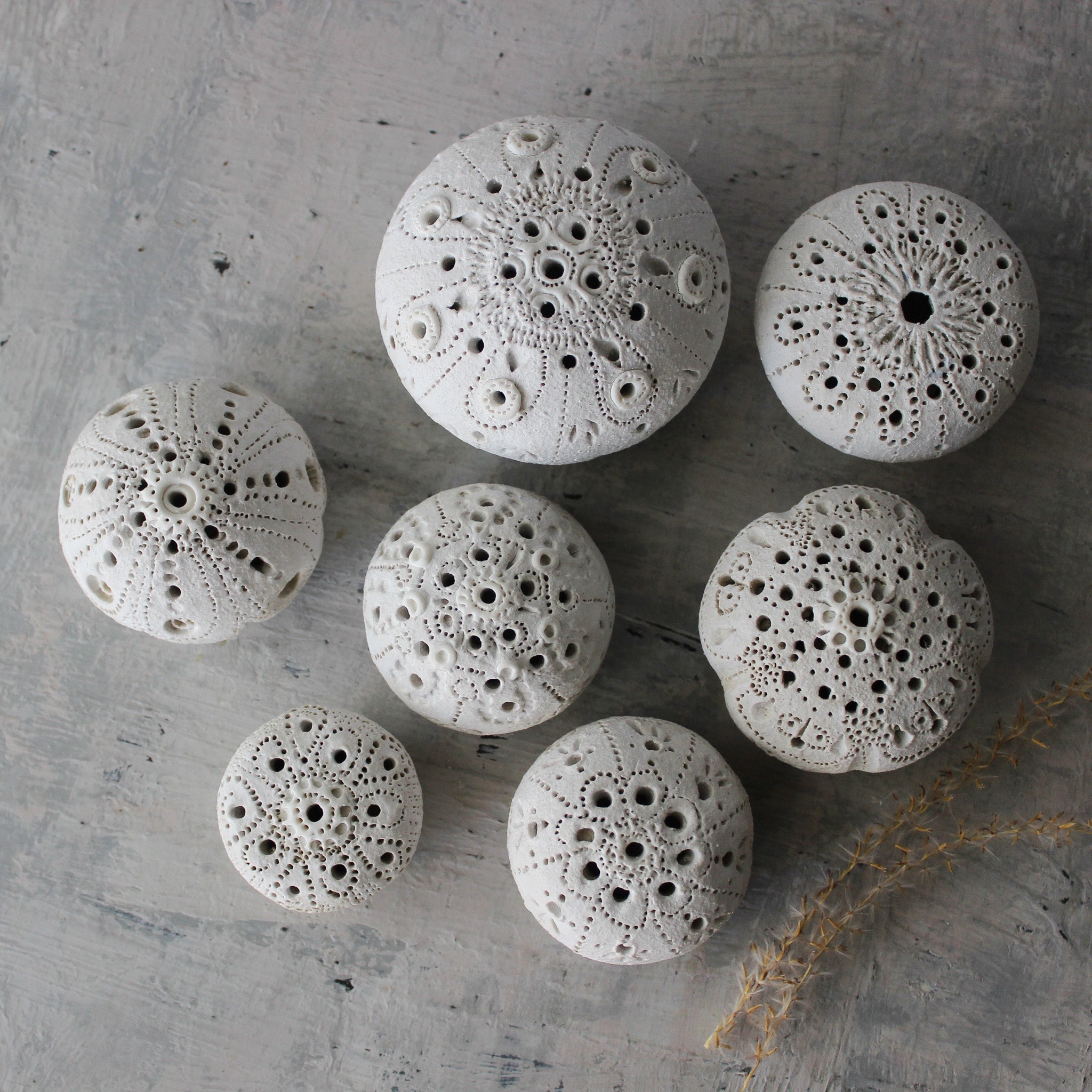 Sea Urchin Incense Holder / Specimen Keepers - Tribe Castlemaine