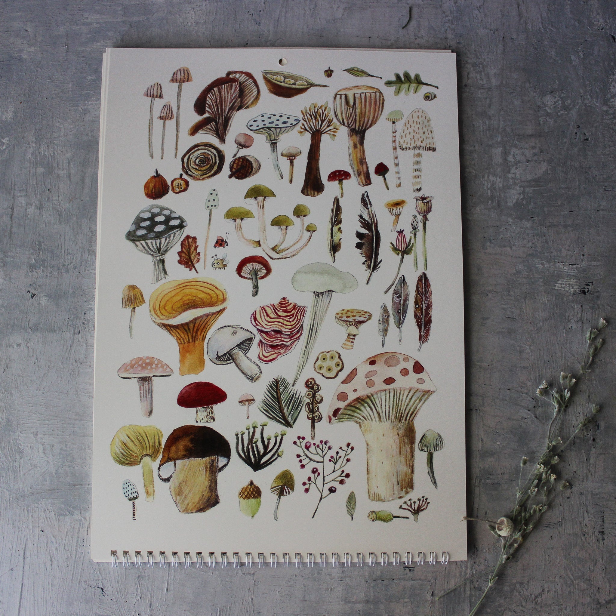 Wall Calendar 2025 Champignons by Anna Pignataro - Tribe Castlemaine